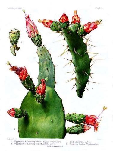 Tunal-Tree - Nopalea cochenillifera - нопалея (опунция) кошениленосная